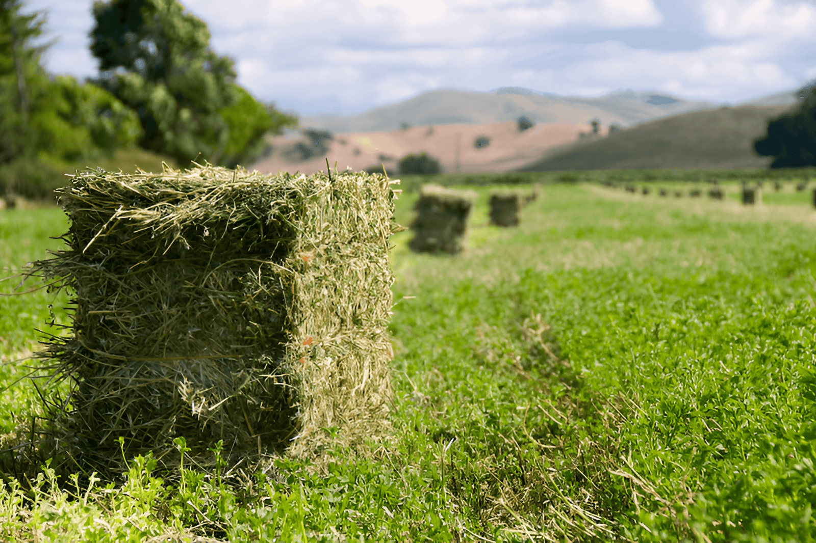 farm alfalfa