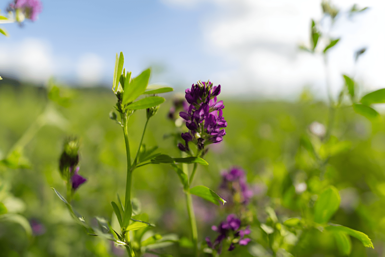 common alfalfa