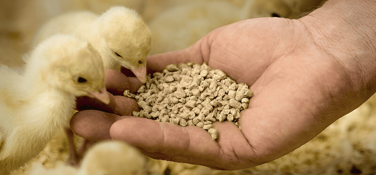 Processed or formulated animal feed ingredients
