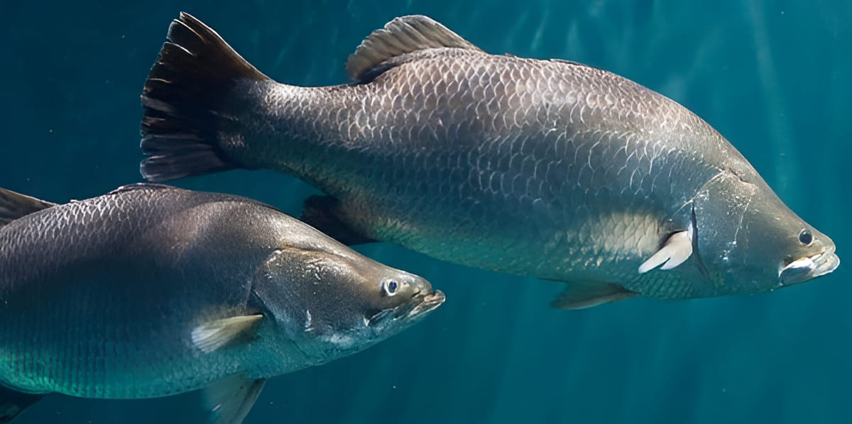 australian barramundi