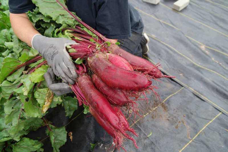 crop circle farm beet harvest