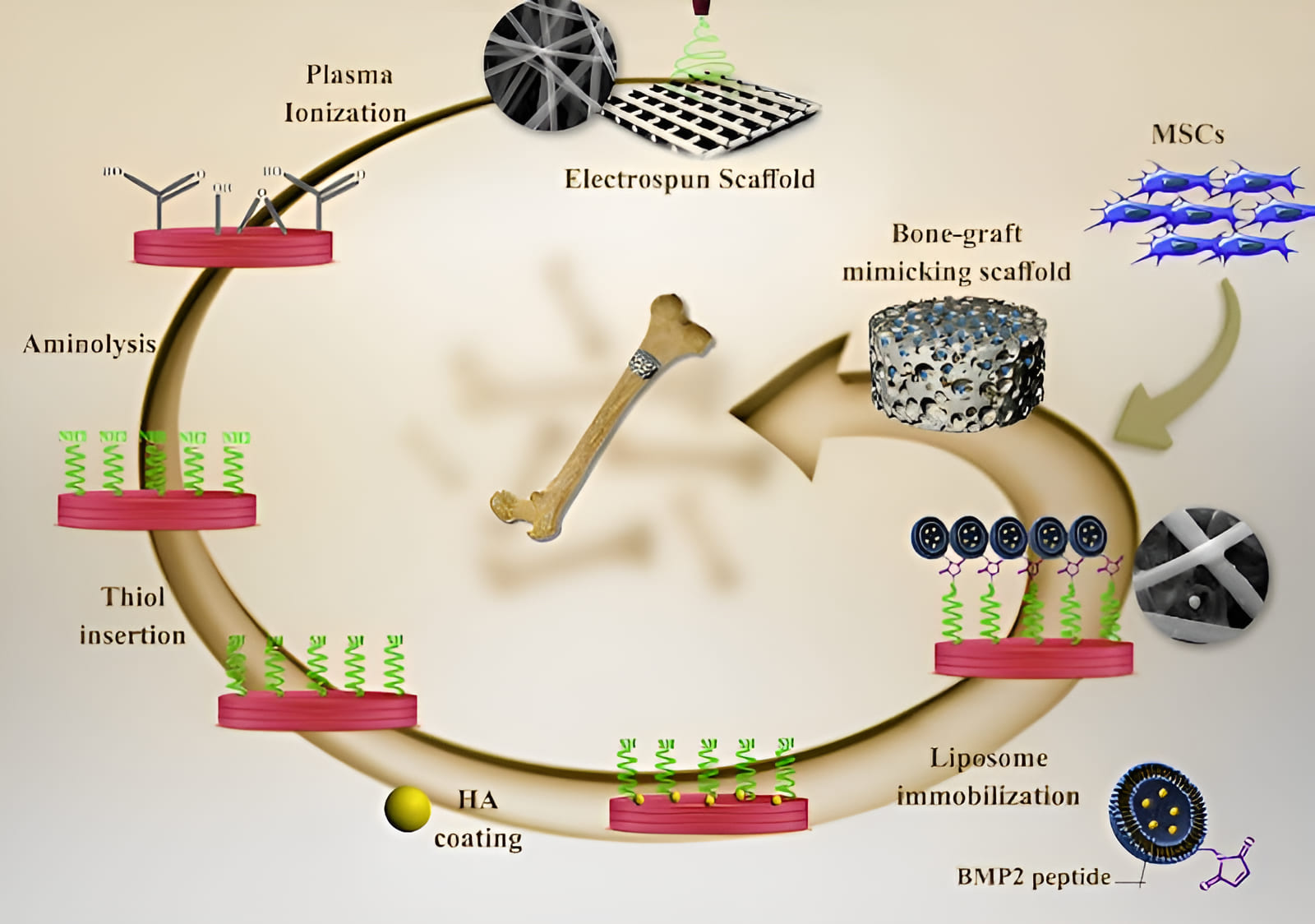 scaffolds that can be broken down and absorbed by the body