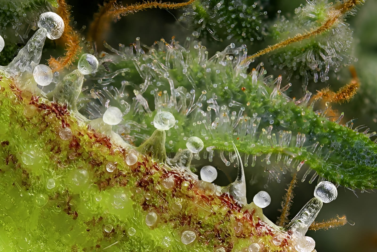 the backbone of cellular farming