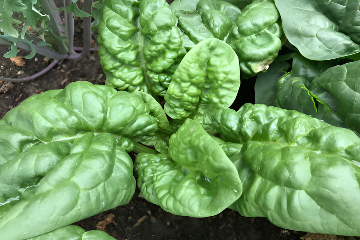 bloomsdale savoy spinach growing in a raised bed
