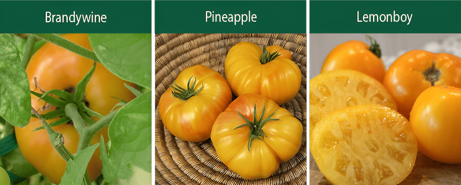 brandywine pineapple lemonboy indeterminate tomatoes