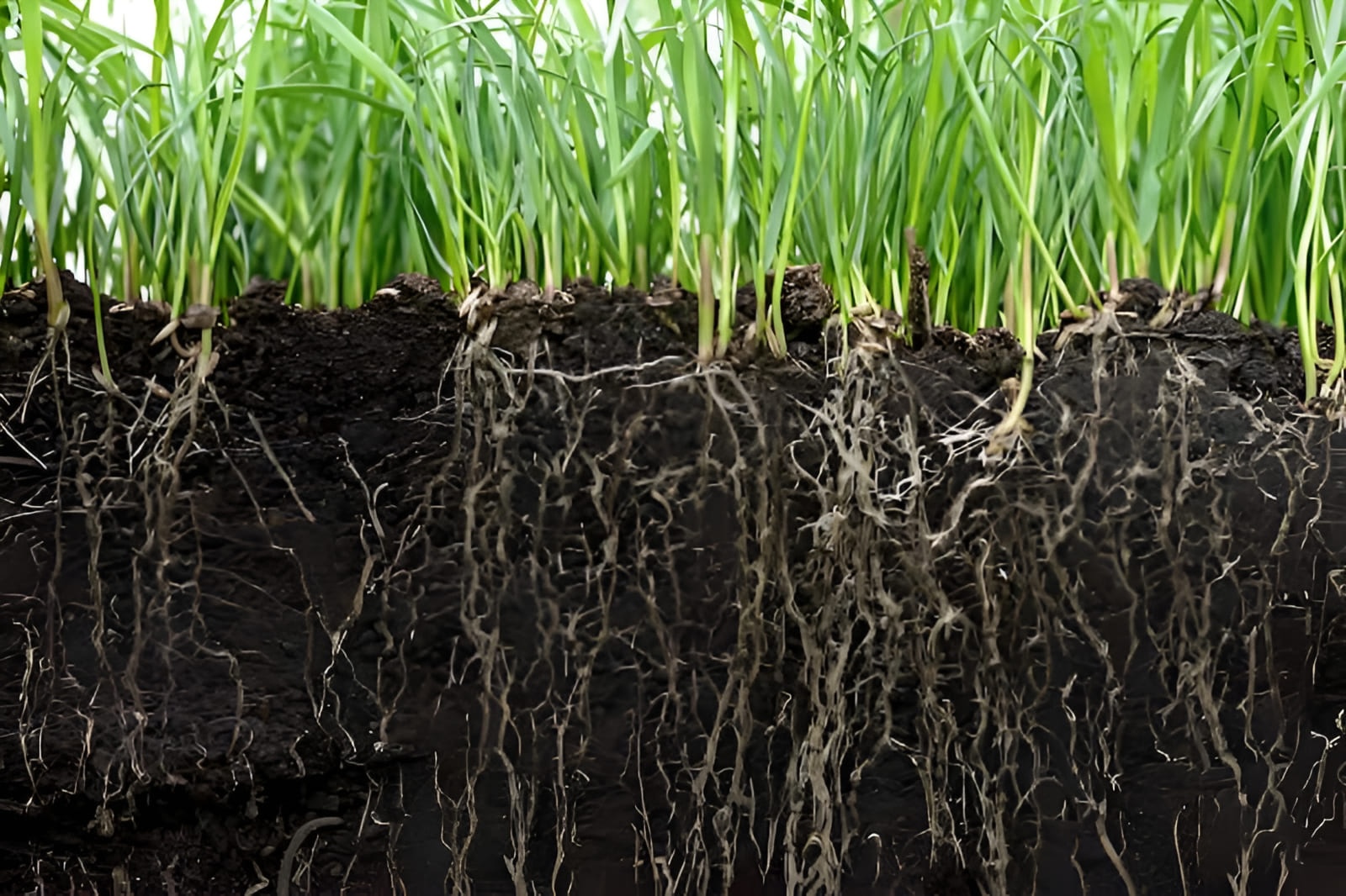 extensive and deep reaching plant root systems