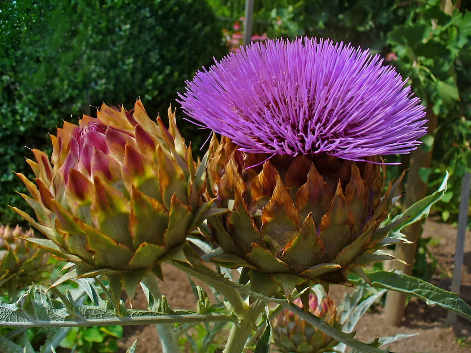 cardoon artichoke with purple flowers
