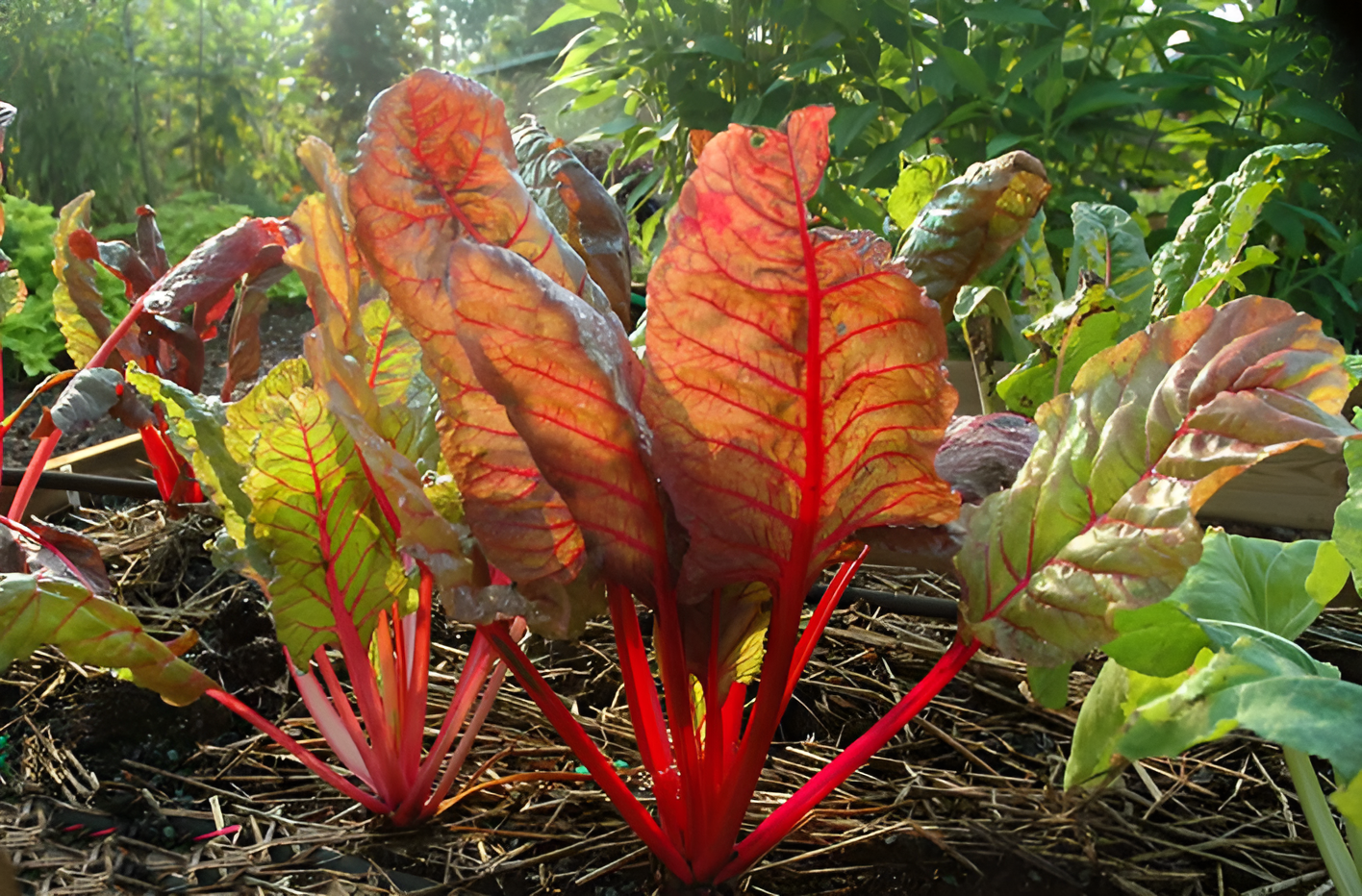 Swiss chard growing in a colorful garden