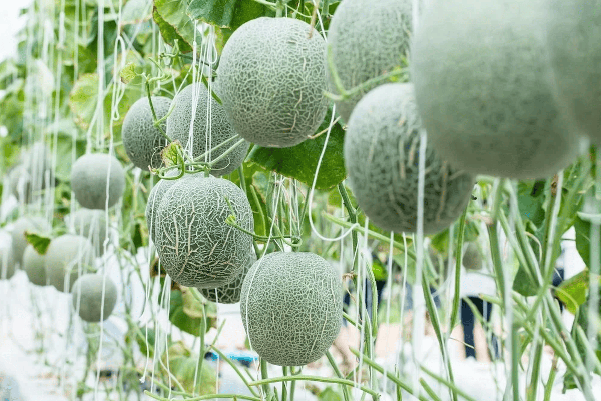 Closed-loop farming cycle diagram showing nutrients and energy reused on-farm
