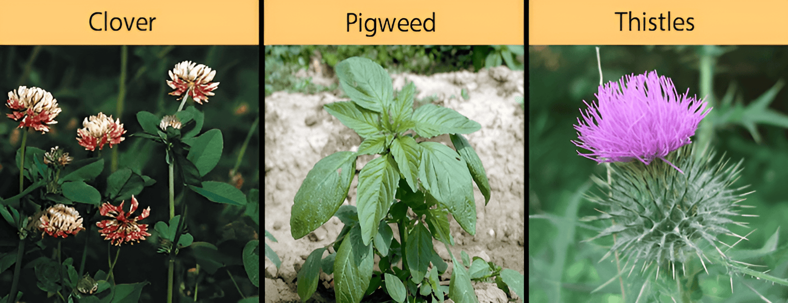 Clover in a lawn next to pigweed and thistle weeds growing in a farm field