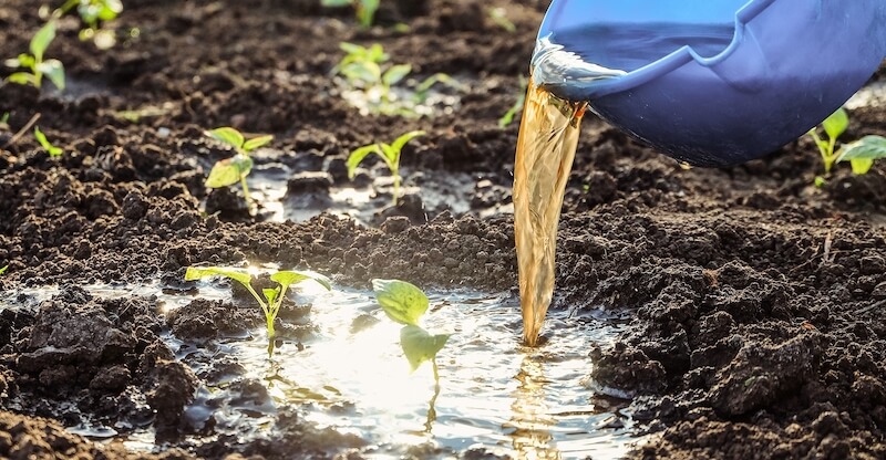 Compost tea prepared for soil application