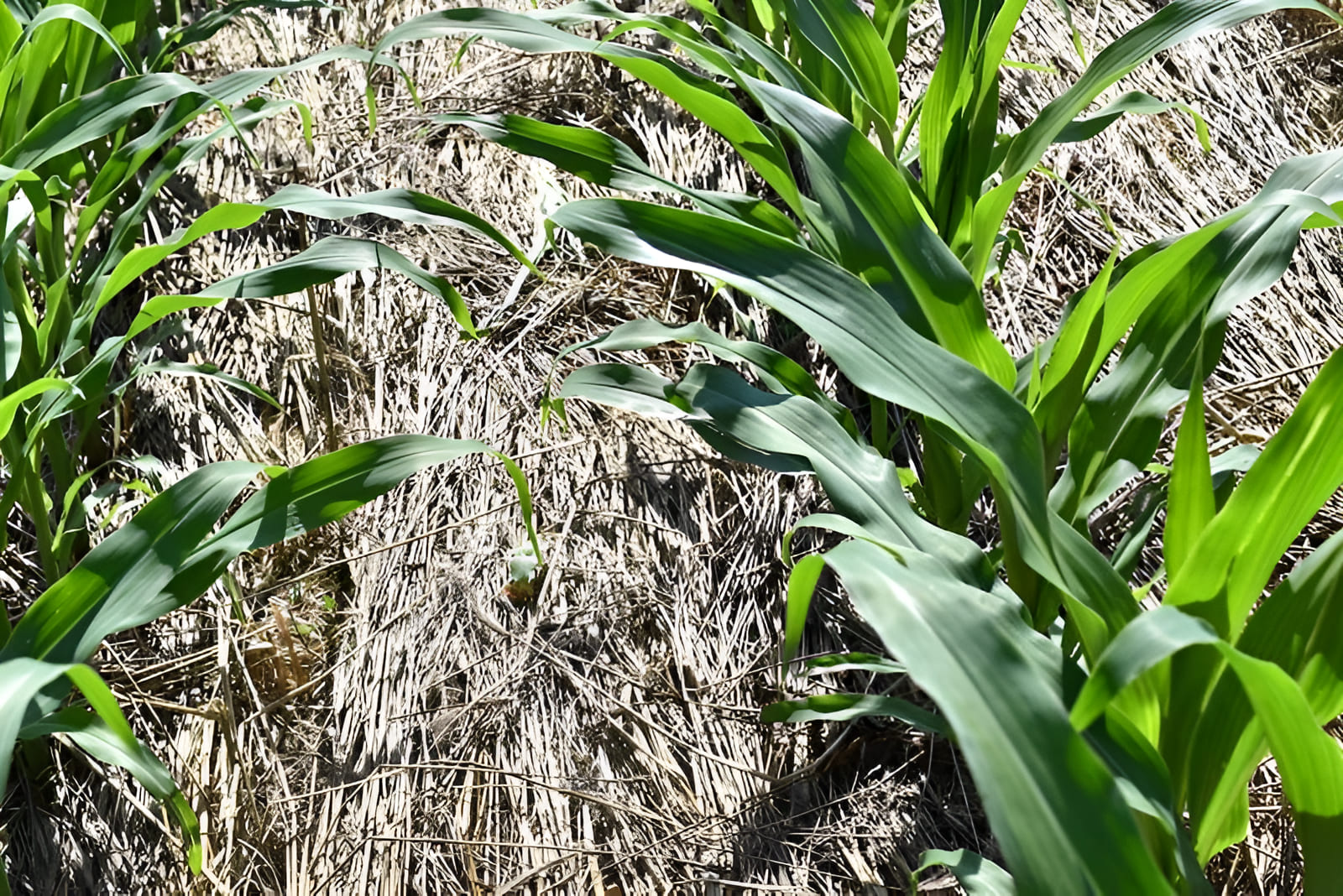 Conservation agriculture field using reduced tillage and protective crop residue to support soil health