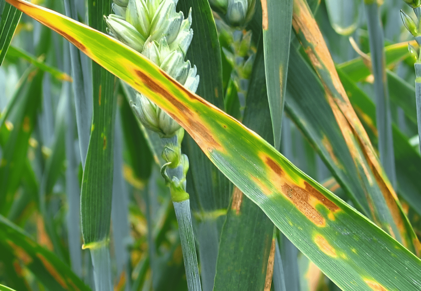 corn rust disease in a field of corn