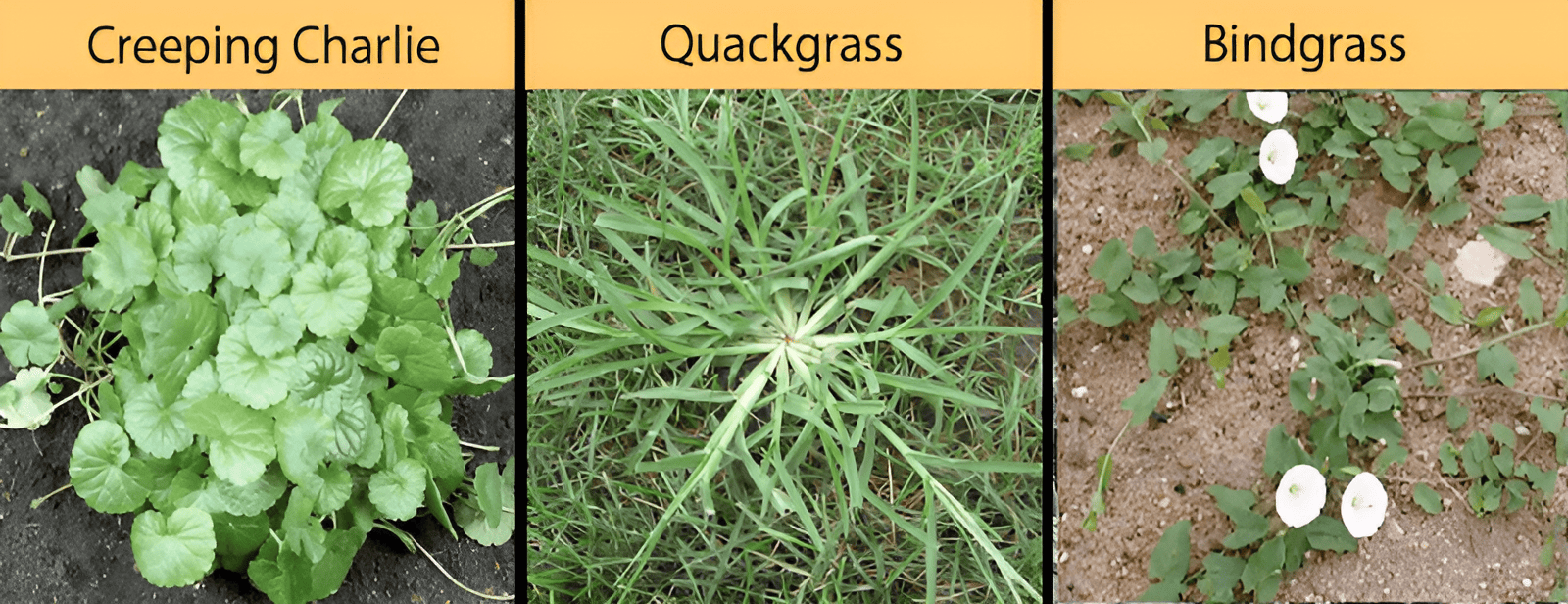 creeping charlie quackgrass bindgrass growing on a farm or in a garden