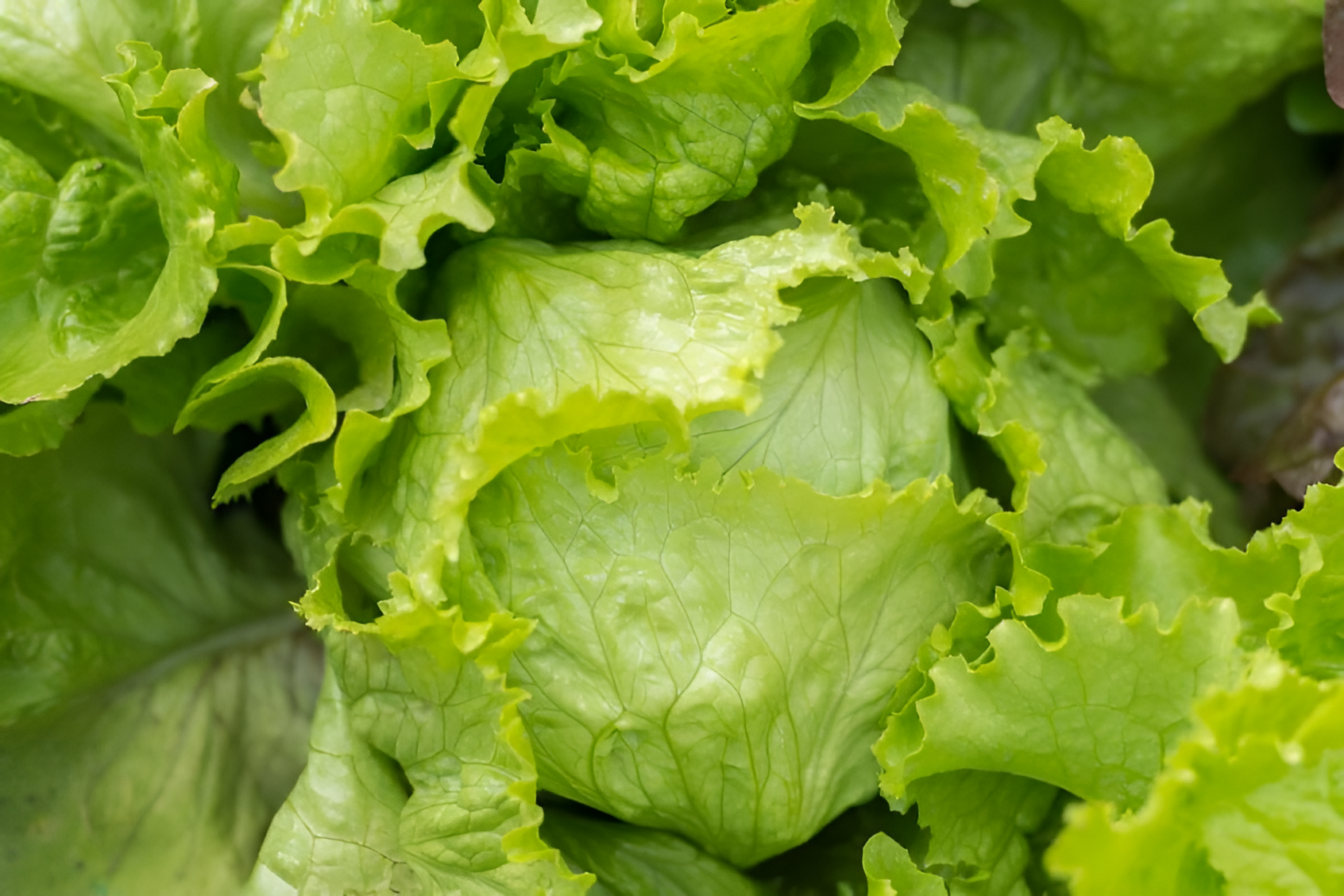 crisphead iceberg lettuce growing in garden rows