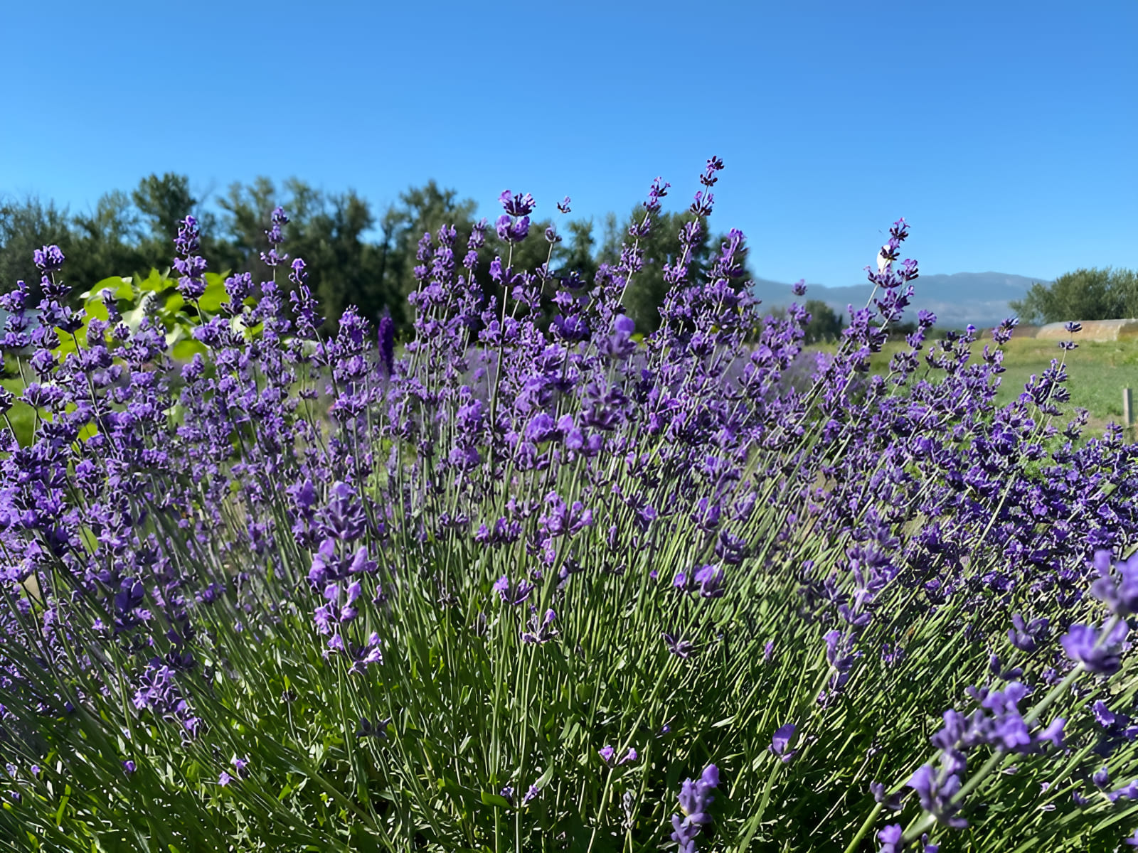 crop circle farm chives