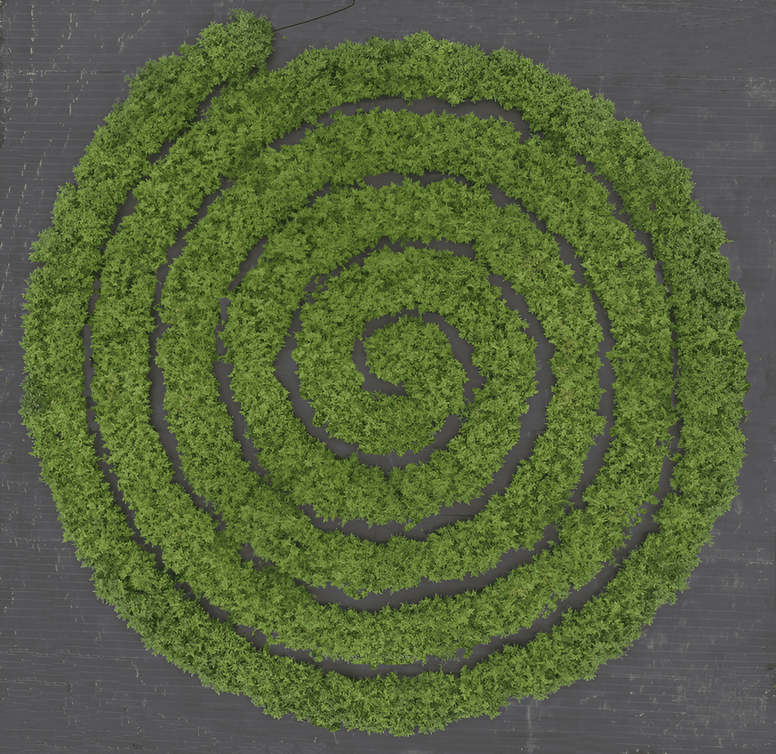 crop circle farm growing roma tomatoes