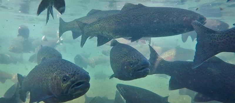 Land-based aquaculture hub connecting RAS and artificial river fish farming