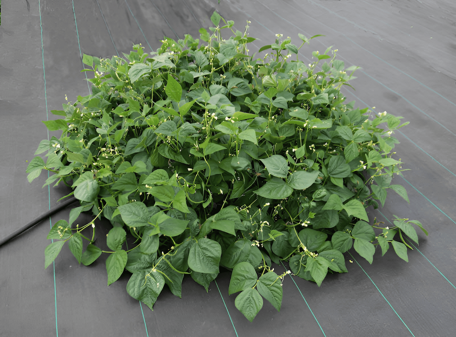 green beans growing in the garden
