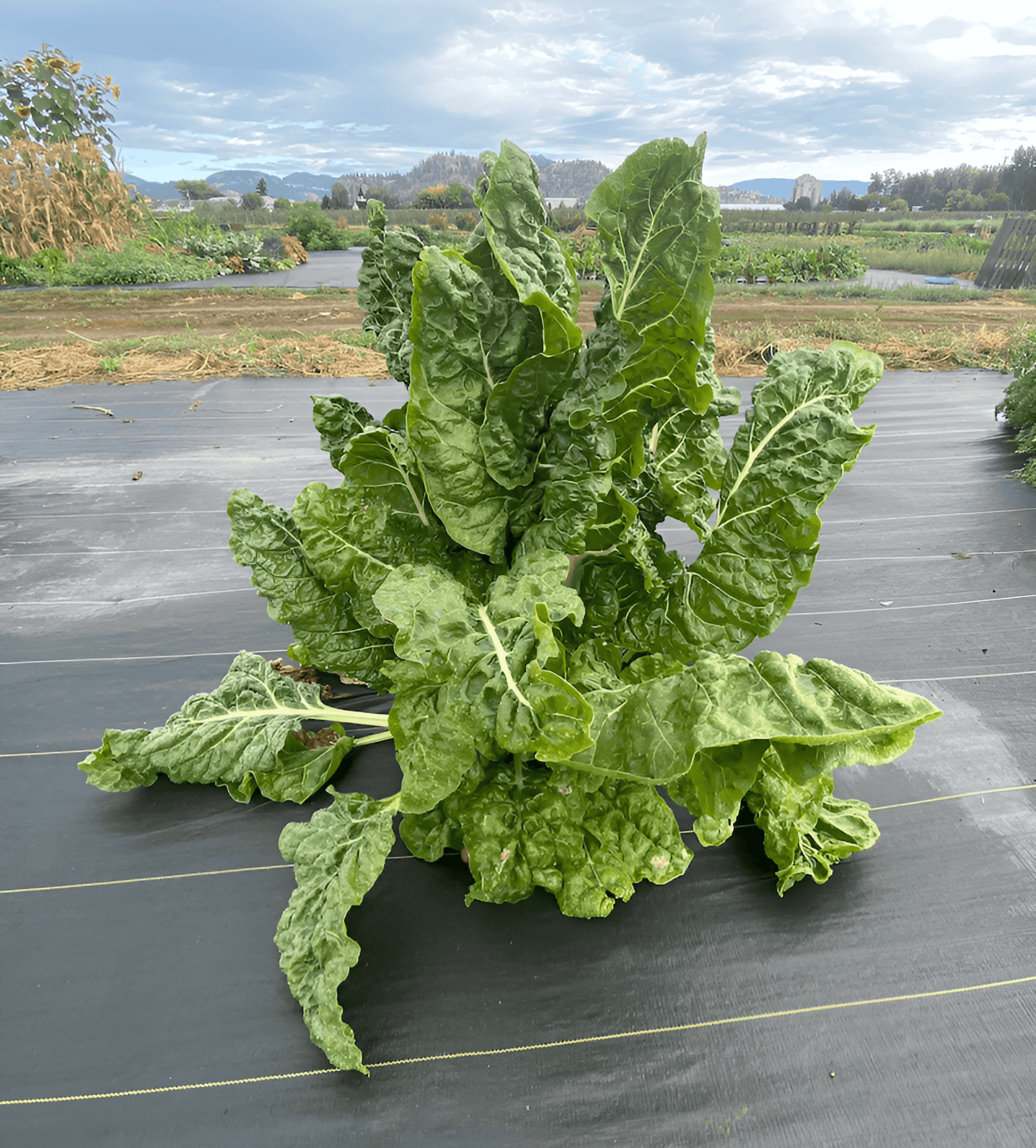 fordhook chard growing in the garden