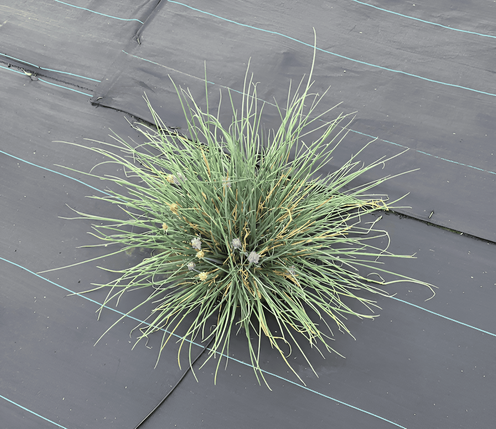 garlic chives growing in the garden