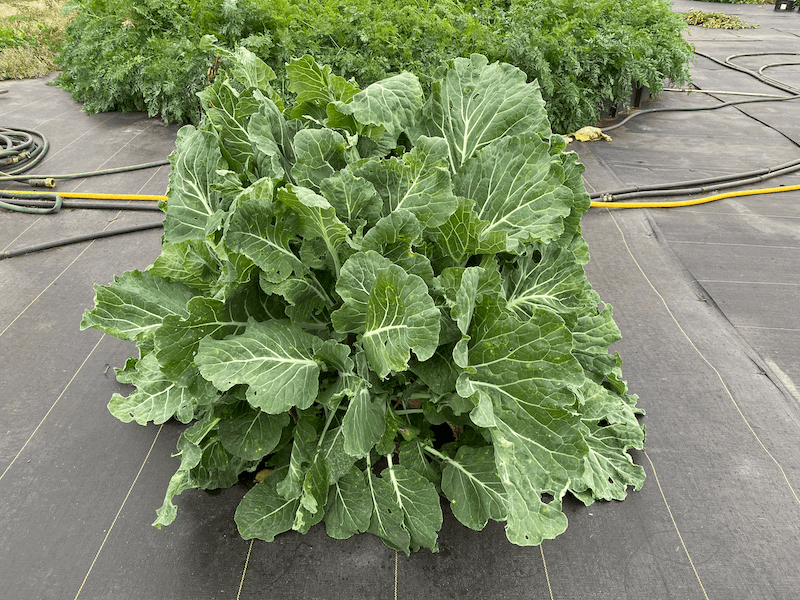 georgia collards growing in the garden