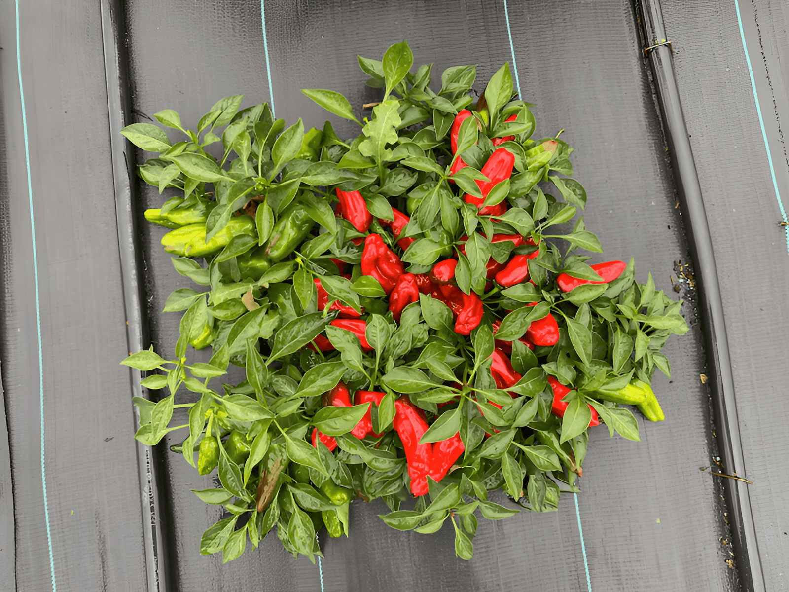 bell peppers growing in the garden