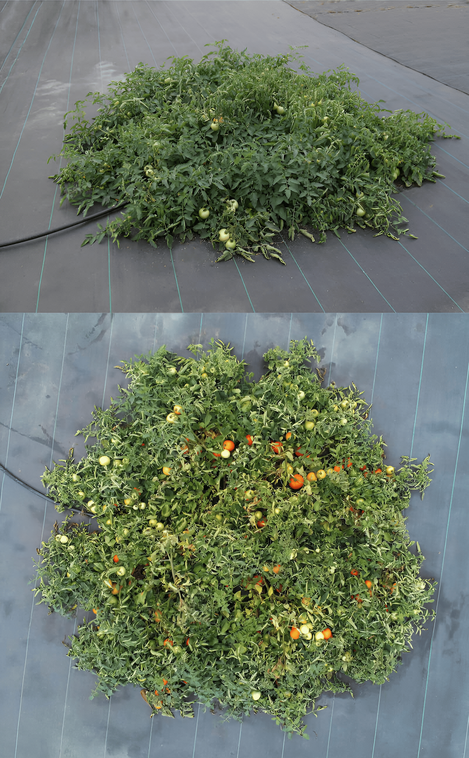beefsteak tomatoes growing in the garden