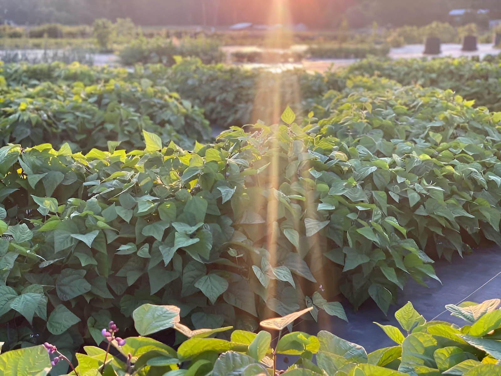crop circle market garden growing beans in spiral beds
