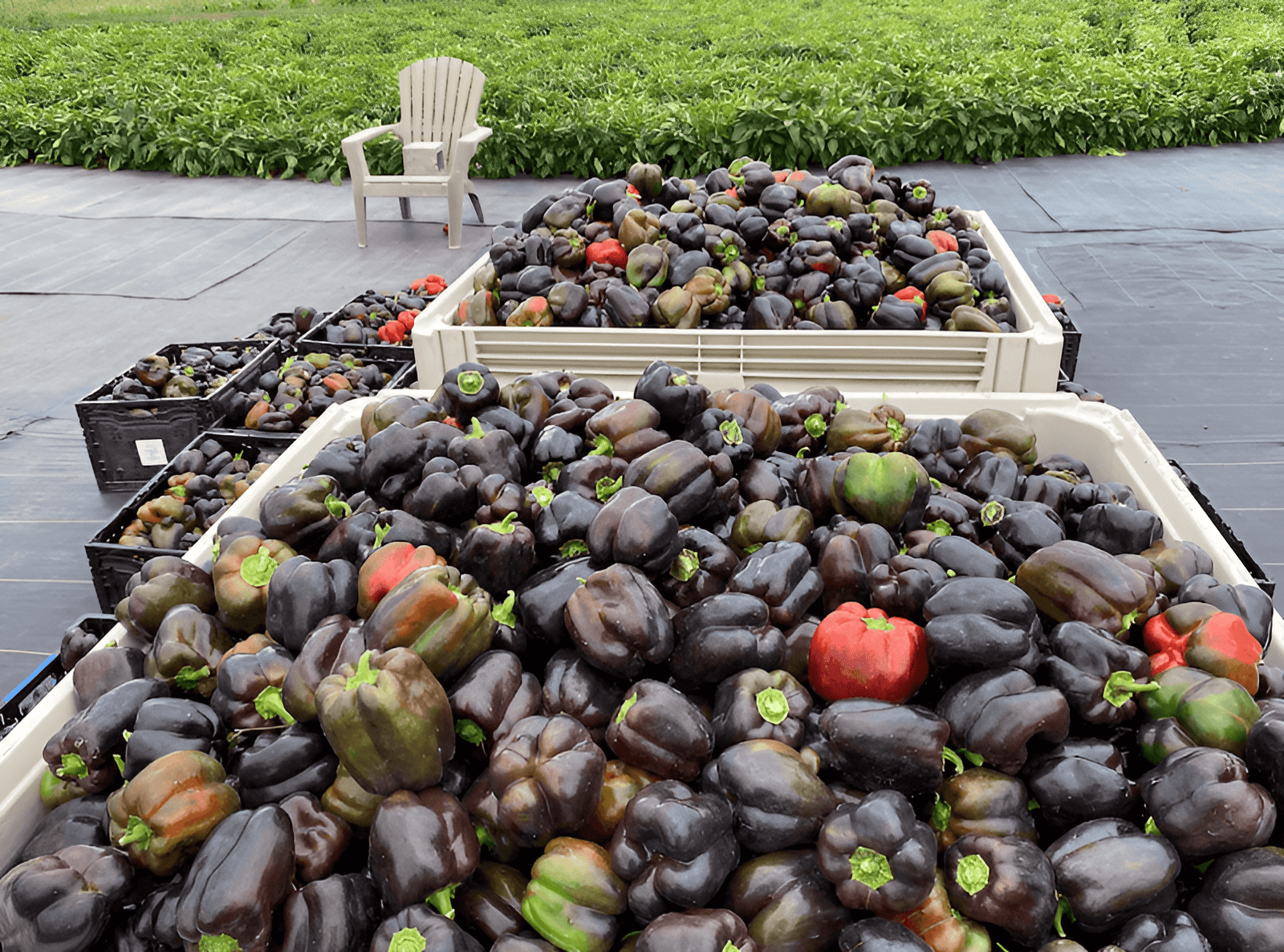 crop circle farm pepper harvest