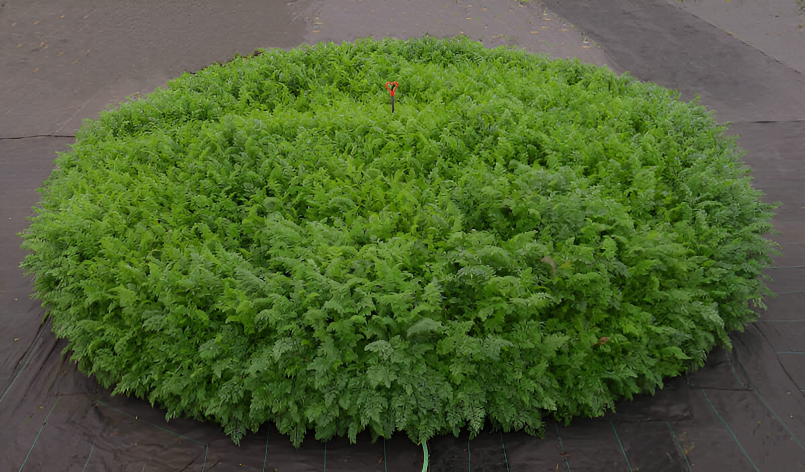 crop circle raised gardening