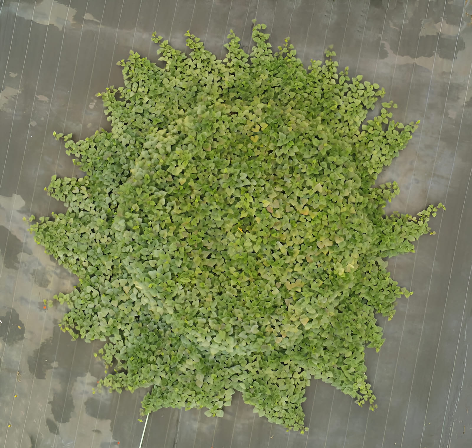 crop circle raised gardens