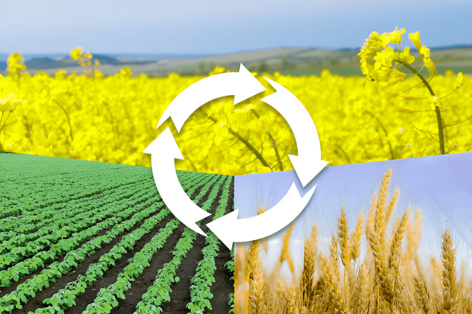 rotating crops for healthier soil