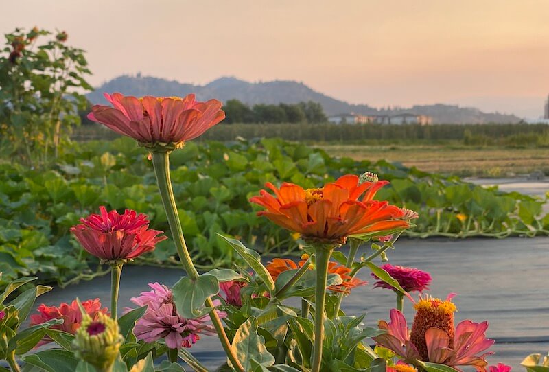 crop circle farm cut flowers