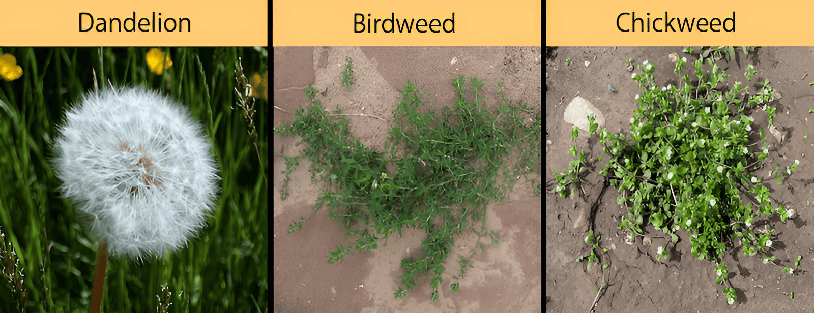 Dandelion, birdweed and chickweed weeds growing in a farm field and home garden