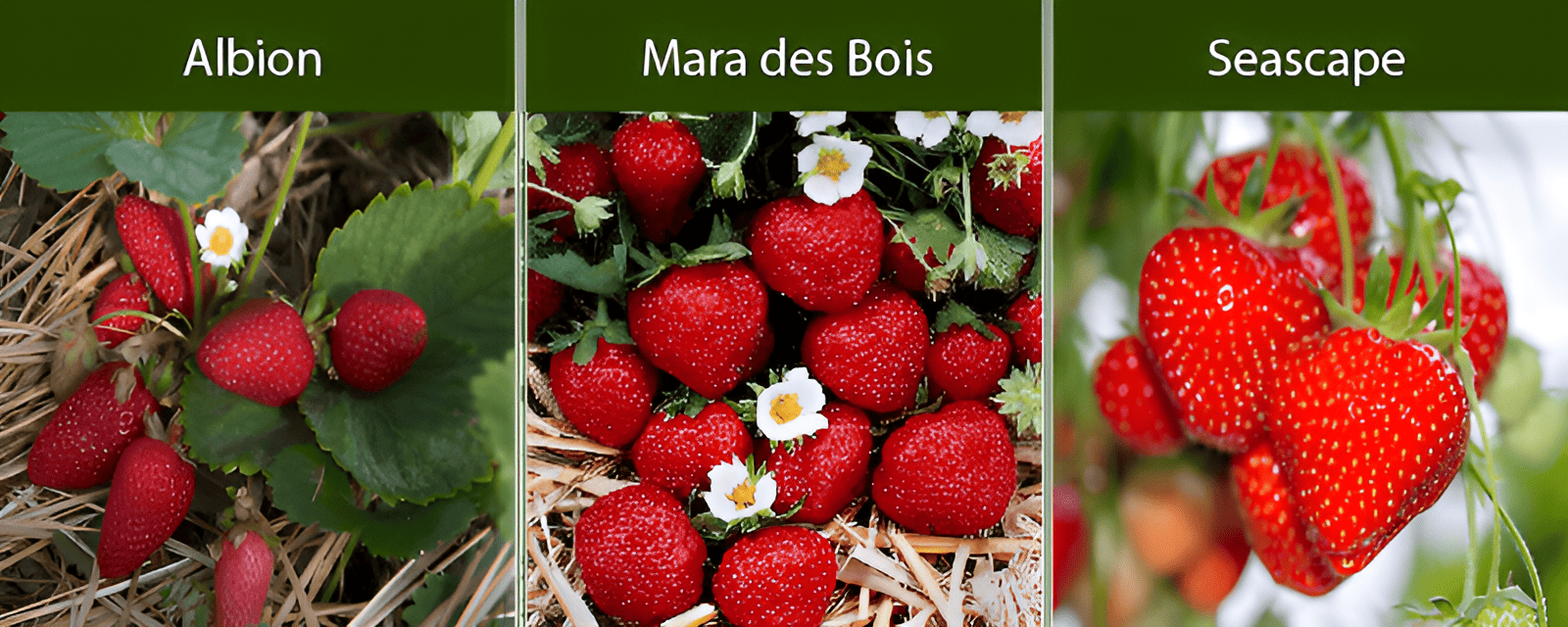 a day neutral strawberry plant is capable of producing fruit throughout the growing season