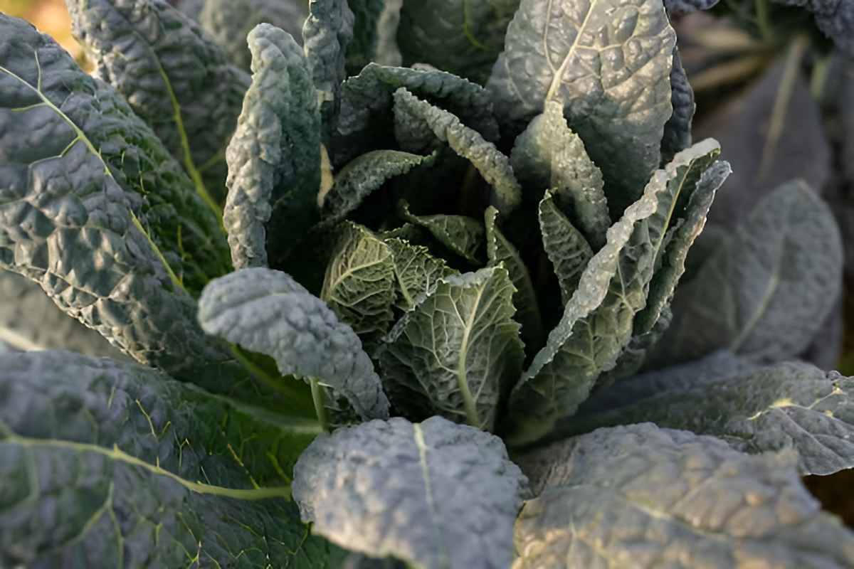 Lacinato dinosaur kale leaves in a home garden