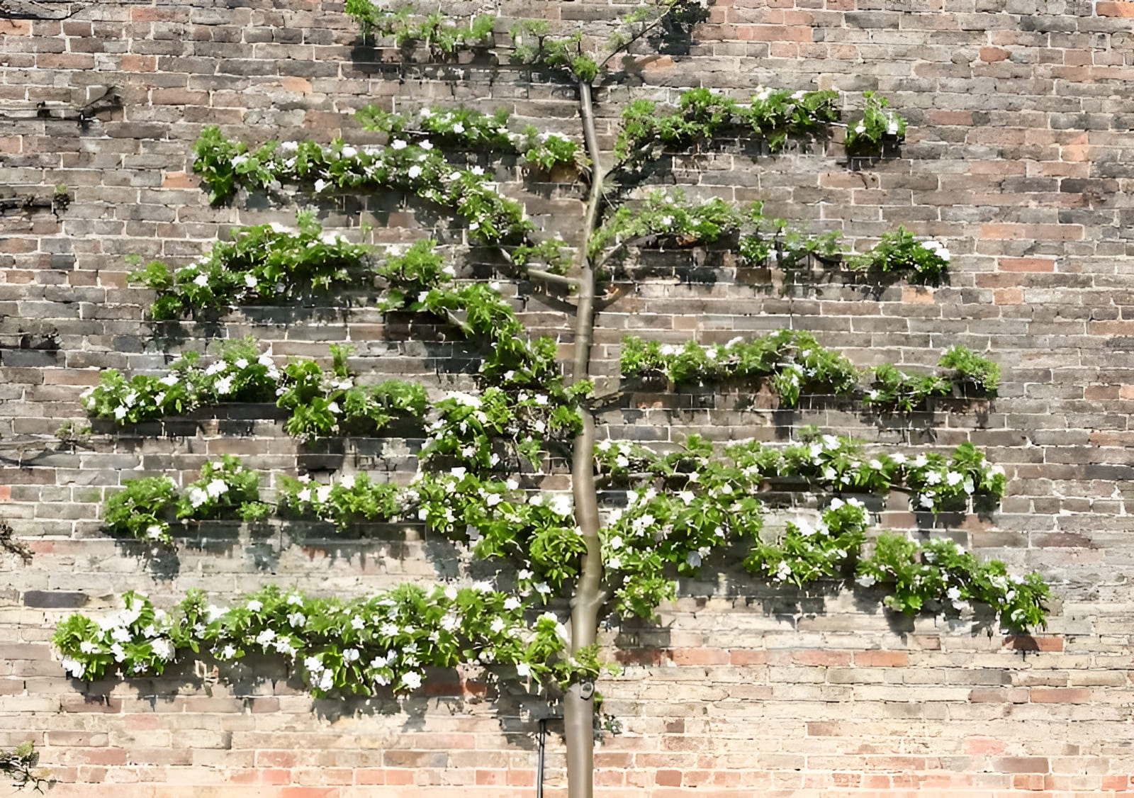 Espalier fruit tree trained flat against a wall in a small urban edible garden