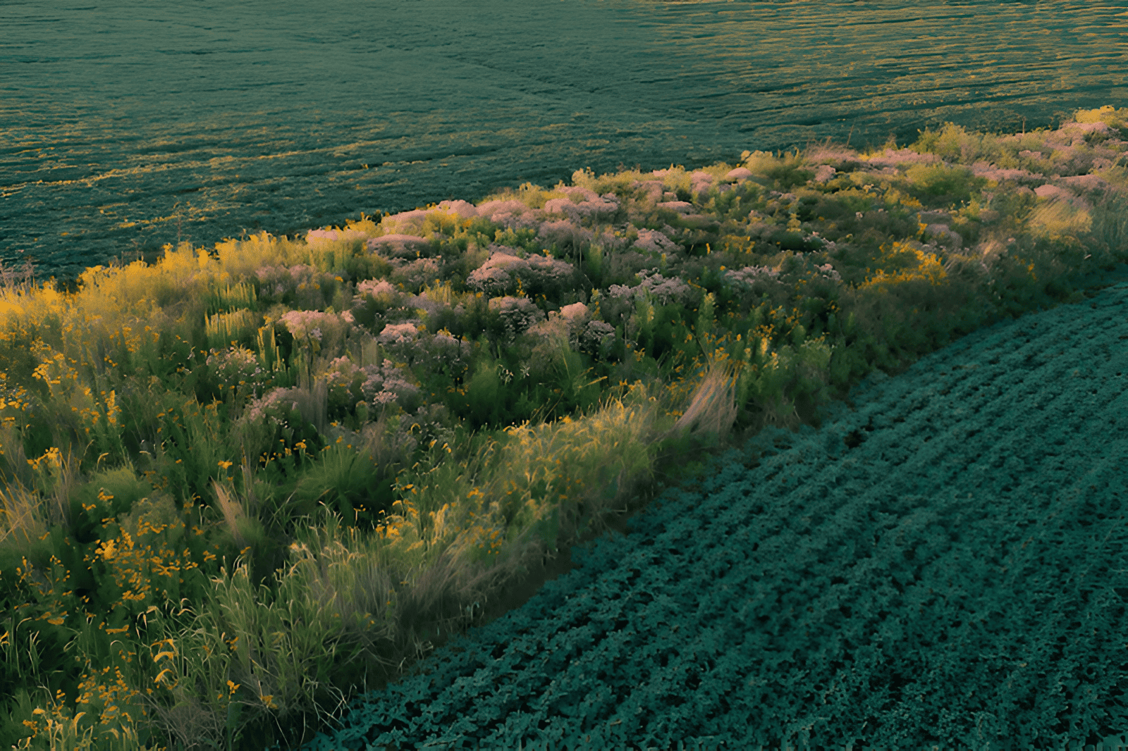 a ribbon of native plants tilled across a monocultured field
