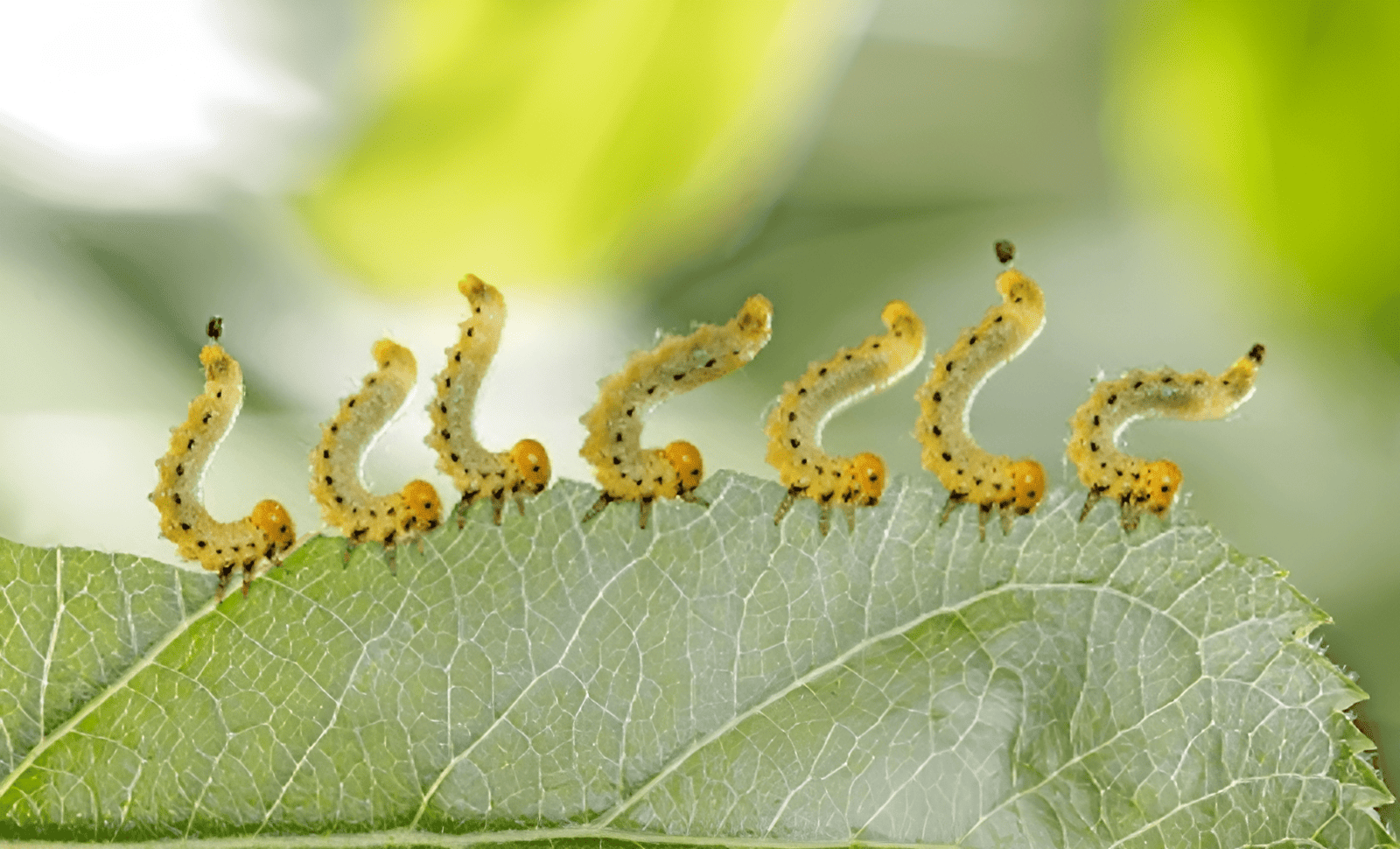 farm pests and how to control them