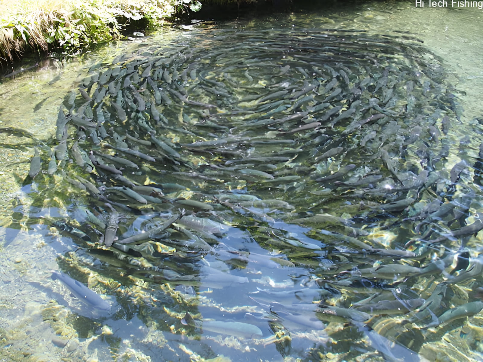 fish raised in tanks