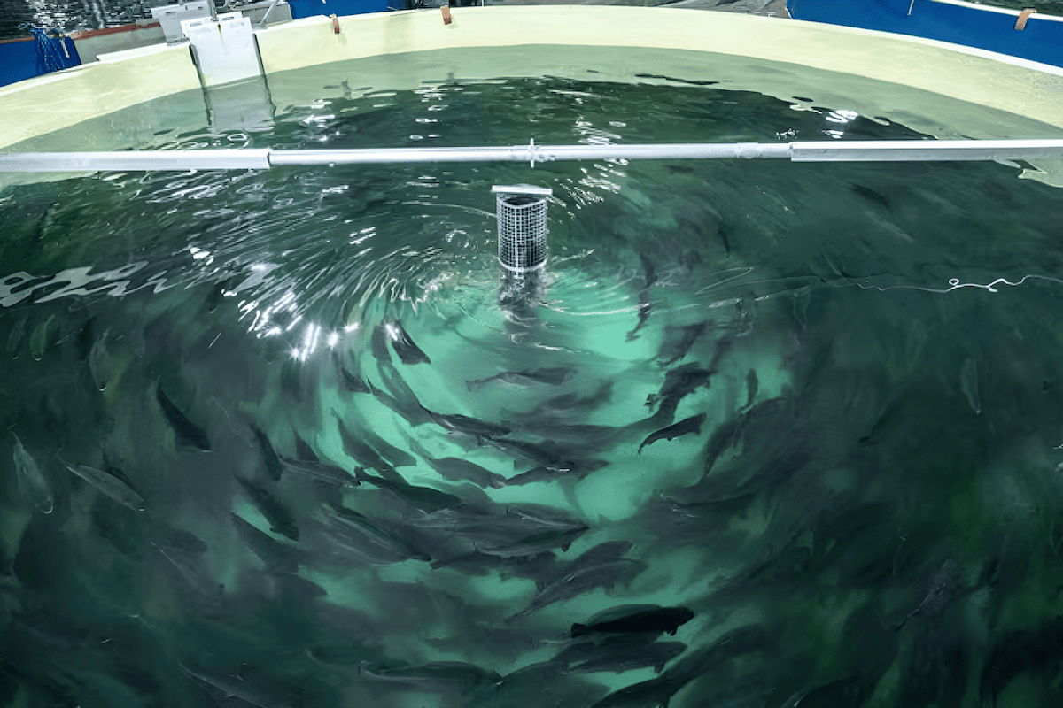 Land-Based Aquaculture Fish Tanks