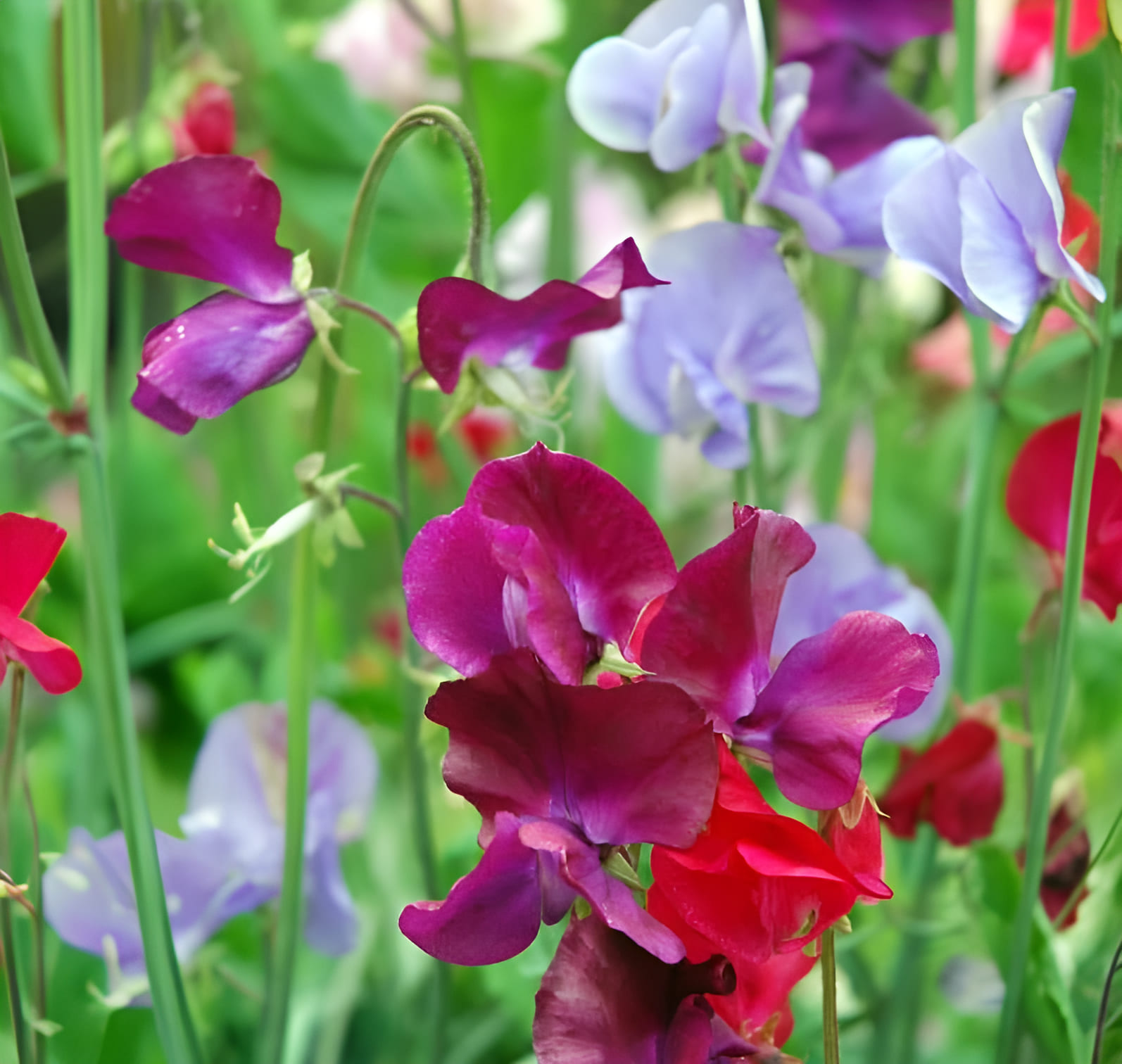 flowering sweet pea plants