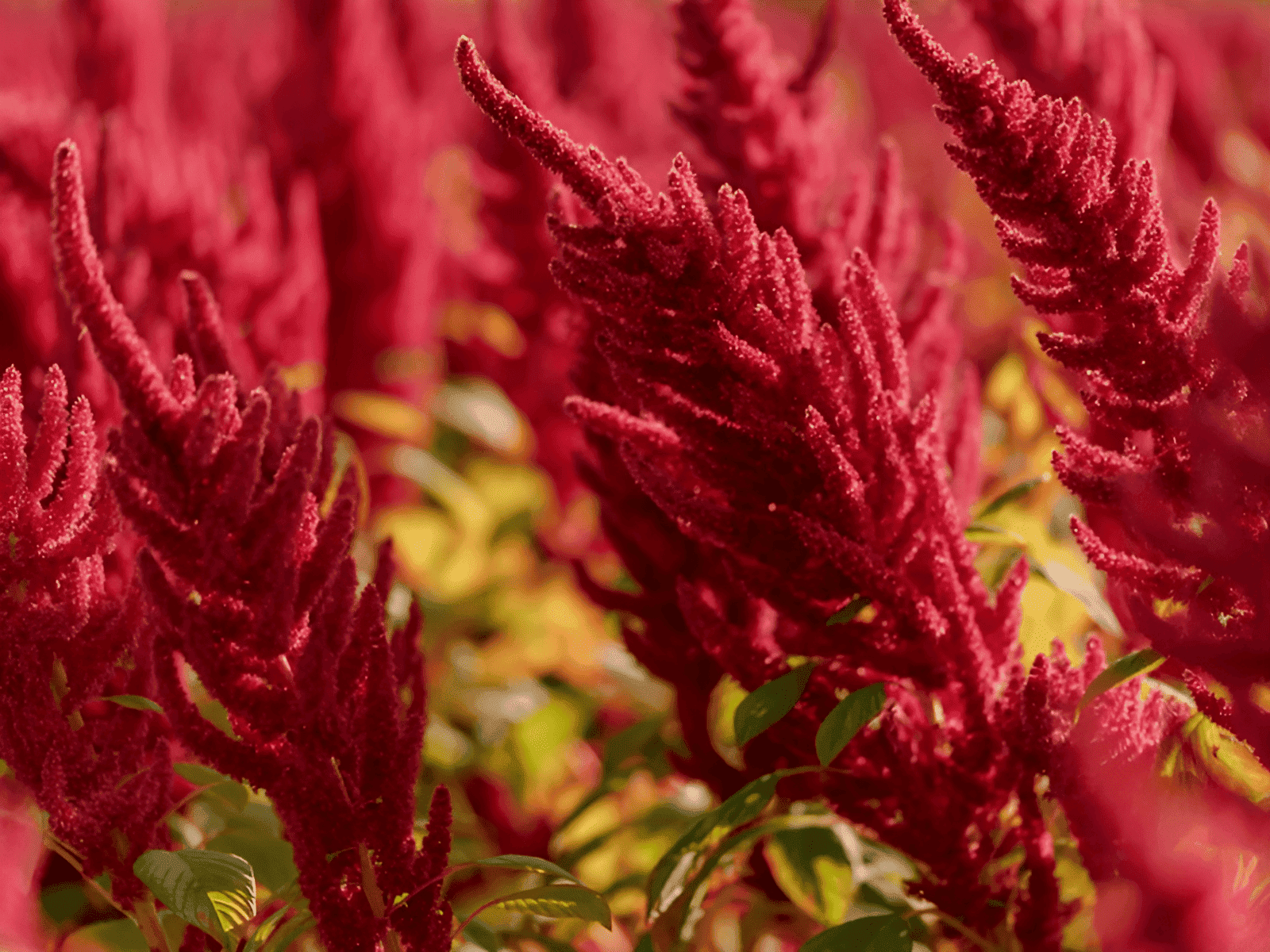 growing amaranth in the garden