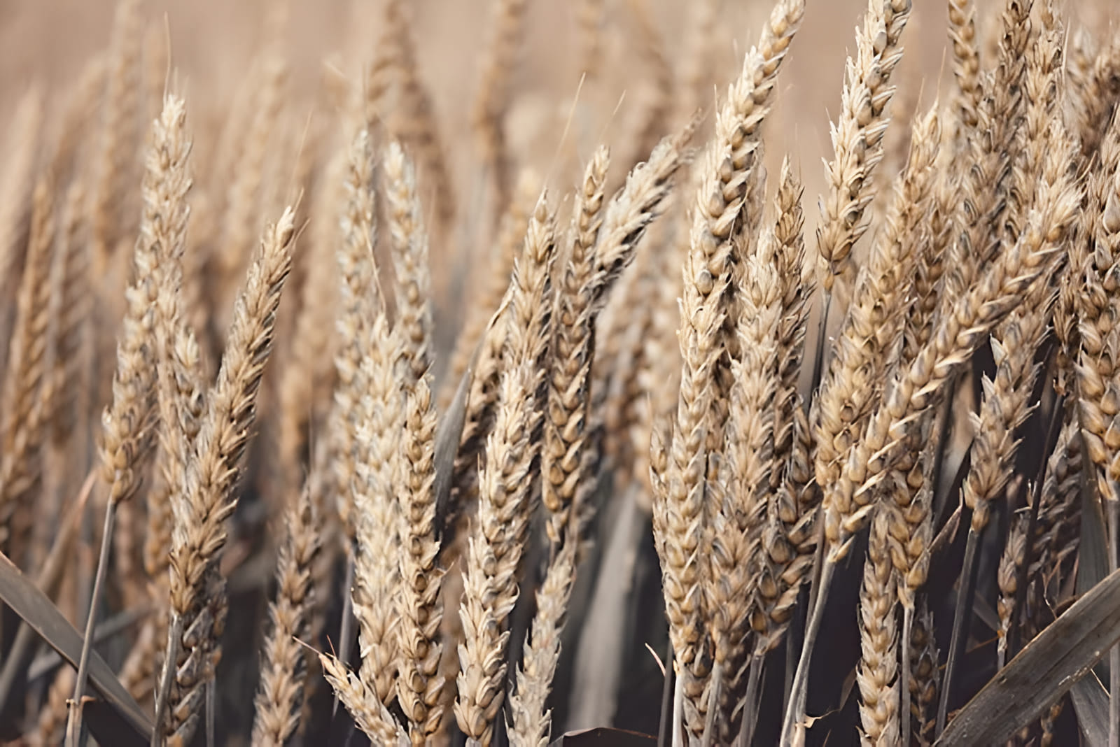 growing farro in the garden