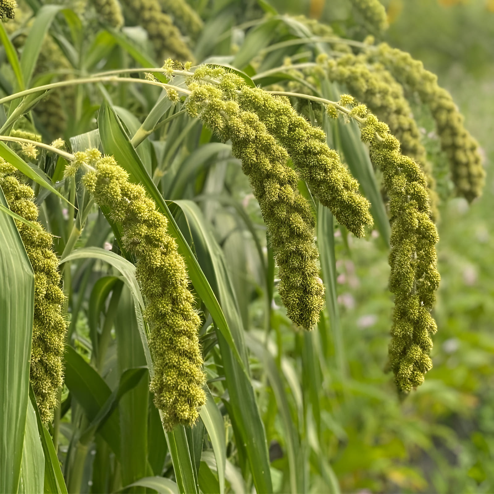 growing millet in the garden