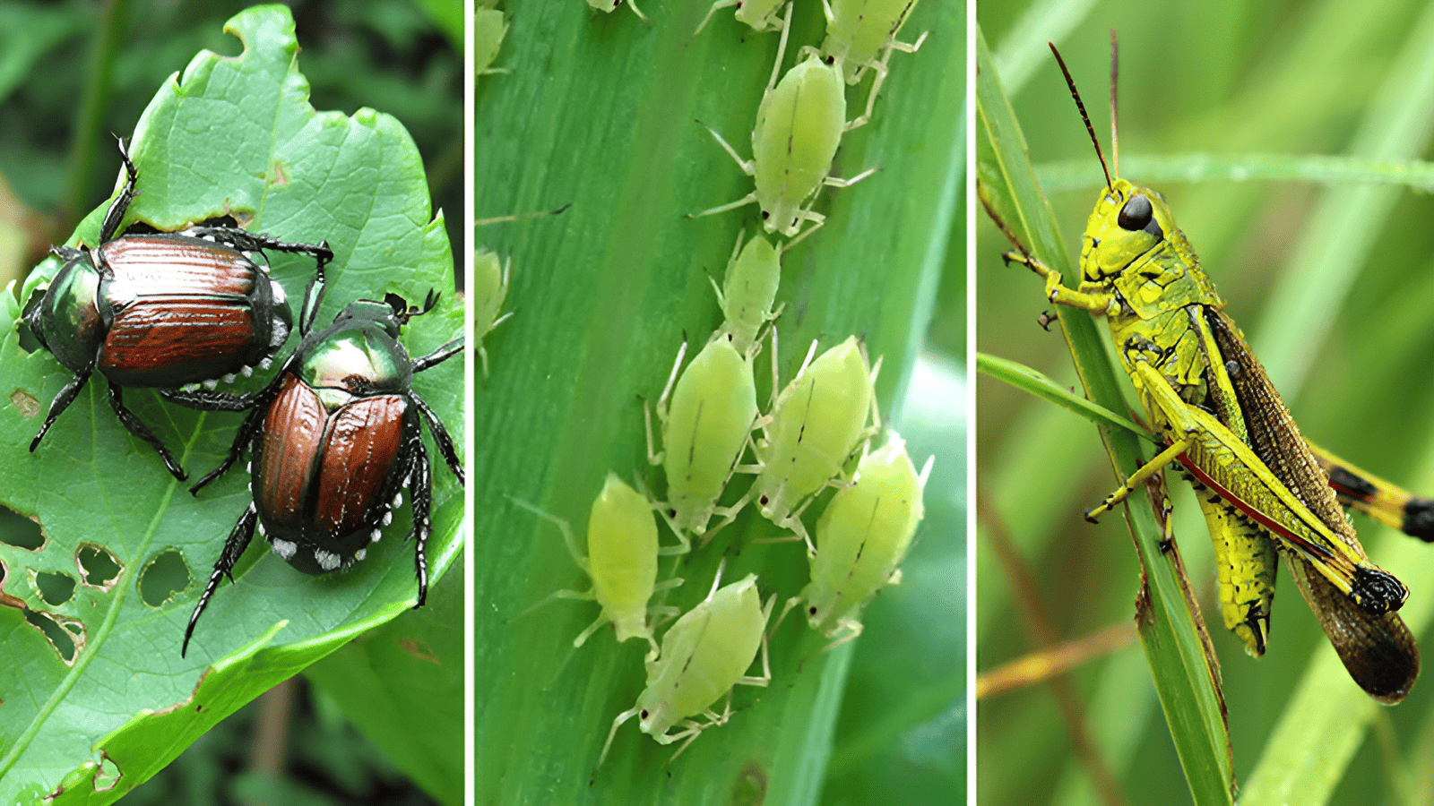 garden pests and how to control them
