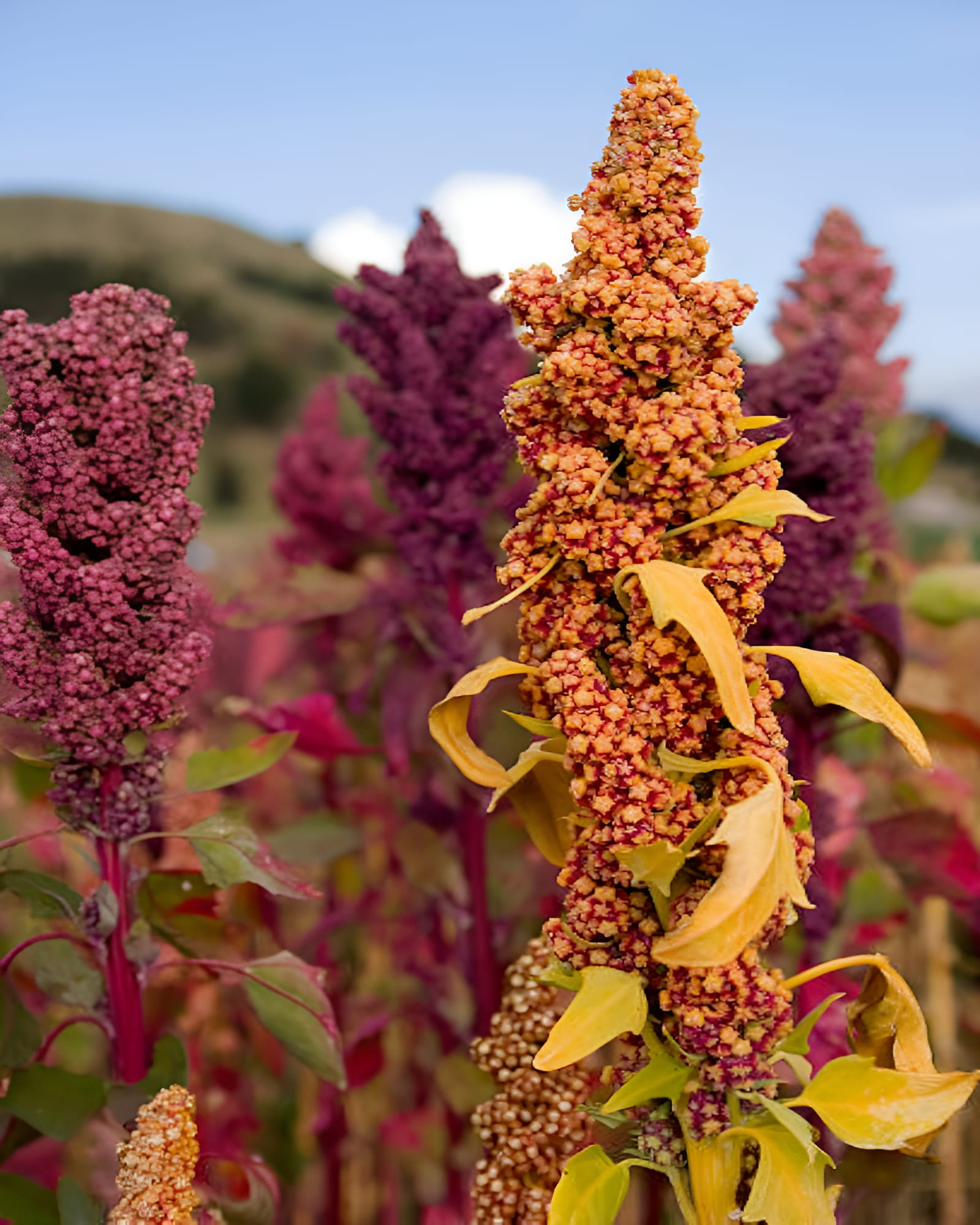growing quinoa in the garden