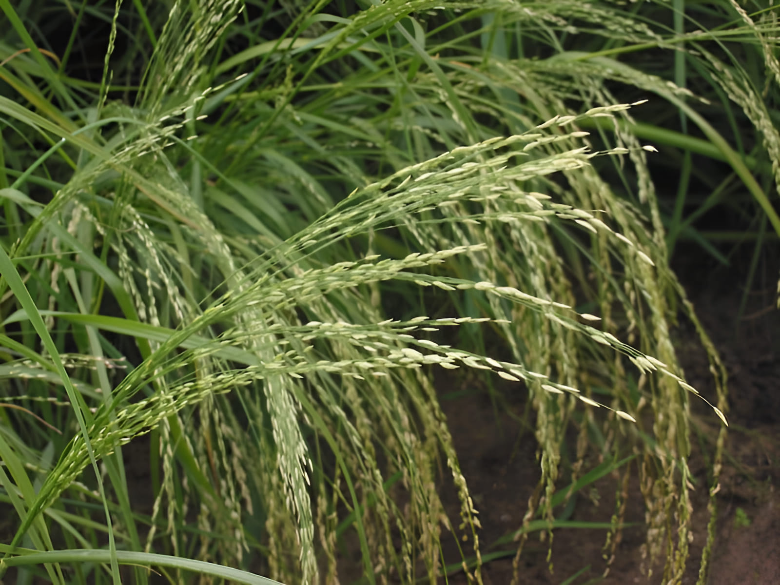 growing eithiopian teff in the garden