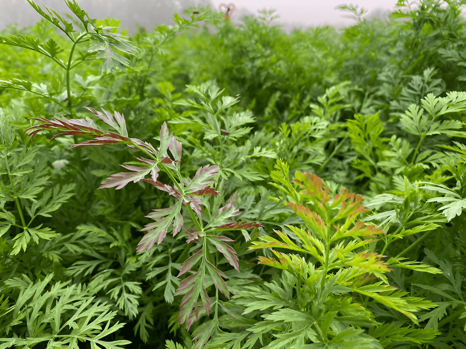 grow carrots in a raised garden